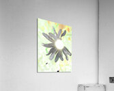  Abstract Daisy Sunbeam Acrylic Print