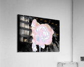Abstract Ethereal Rose on a Dark Abstract Background  Acrylic Print