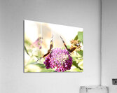 Two Butterflies on Buddleia Flowers Acrylic Print