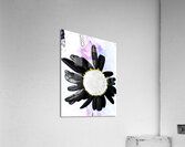 Abstract Daisy with Black Petals  Acrylic Print