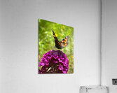 Summer Butterfly on a Butterfly Bush Acrylic Print