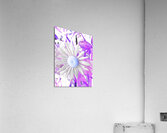 Cool Vivid Abstract Daisy Acrylic Print