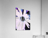 Abstract Daisy Flower in White Acrylic Print