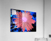 Abstract Red Daisy Acrylic Print