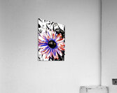 Abstract Vibrant Contrasting Daisy Flower Acrylic Print