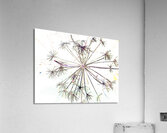 Angelica in the Morning  Acrylic Print