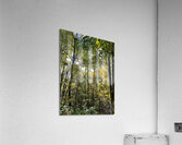 Autumn Sunlight in a Scottish Highlands Forest Acrylic Print