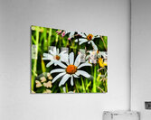  Wild Daises in the Scottish Highlands  Acrylic Print