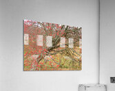 Scottish Highlands Rowan Tree   Acrylic Print