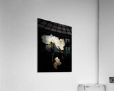 Portraits of Plants  Orchids in the Darkness  Acrylic Print