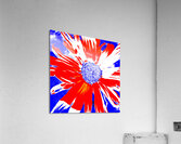 Red White and Blue Daisy on a Navy Abstract Background Acrylic Print