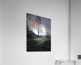  Scenes from the Trail- Tree Acrylic Print