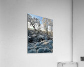 Winters Frosty Nature in the Scottish Highlands  Acrylic Print