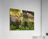 Summer Forest Ferns in the Scottish Highlands  Acrylic Print