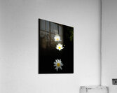 Portraits of Plants-Daises Out of Darkness Acrylic Print