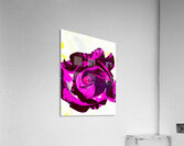Abstract Pink and Purple Rose Acrylic Print
