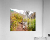 Spring Nature Trail Through The Scottish Highlands                                                                                                                    Acrylic Print