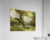 Scottish Highlands Summer Ferns in the Forest Acrylic Print