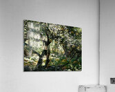 Scottish Highlands Mystical Birch Forest Acrylic Print