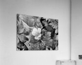 Monochrome Dew Kissed Geranium   Acrylic Print
