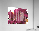 Ruby Lily Flowers Acrylic Print