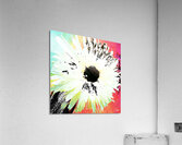 White Daisy Dark Centred on an Abstract Background Acrylic Print