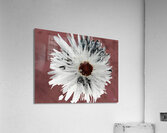  Light Distressed Daisy Flower with Dark Centre on an Abstract Background Acrylic Print