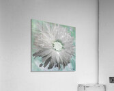 Paler Silver Turquoise Daisy on a Green Abstract Background Acrylic Print