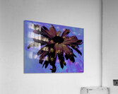 Abstract Dark Pink Daisy Flower on a Bluey Pink Abstract Background Acrylic Print