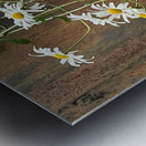  Impressionistic Summer Trailing Daises Metal print