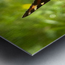 Summer Butterfly on a Butterfly Bush Metal print