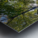 Autumn Sunlight in a Scottish Highlands Forest Metal print