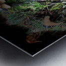 Scenes from the Trail- Forest Mushrooms  Metal print