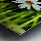  Wild Daises in the Scottish Highlands  Metal print