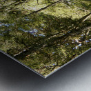 Scottish Highlands Birch Forest in Summer Metal print