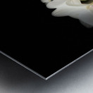 Portraits of Plants  Orchids in the Darkness  Metal print