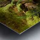 Summer Forest Ferns in the Scottish Highlands  Metal print