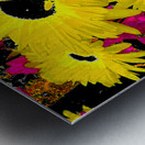 Abstract Contrasting Vibrant Daises  Metal print