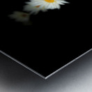 Portraits of Plants-Daises Out of Darkness Metal print