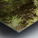 Scottish Highlands Summer Ferns in the Forest Metal print