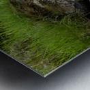 Scottish Highlands Summer Nature Walk Metal print