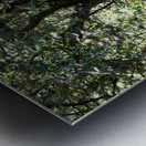 Scottish Highlands Mystical Birch Forest Metal print