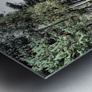 Scottish Highlands Serene  Birch Woodland Trail                                                                                                Metal print