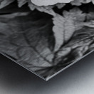 Monochrome Dew Kissed Geranium   Metal print