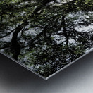 The Summer Birch Trees                                                                                                                       Metal print