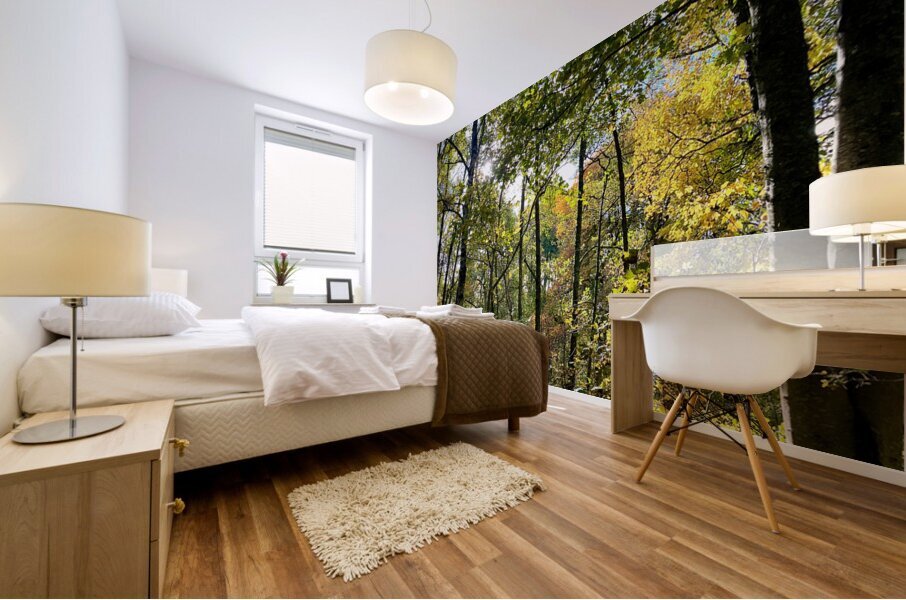 Autumn Sunlight in a Scottish Highlands Forest Mural print