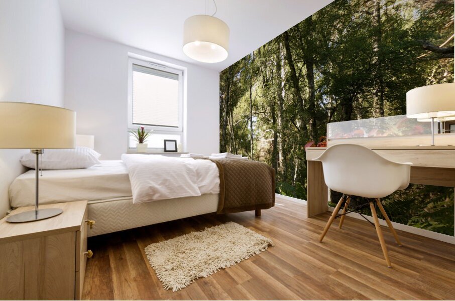 Scottish Highlands Birch Forest in Summer Mural print