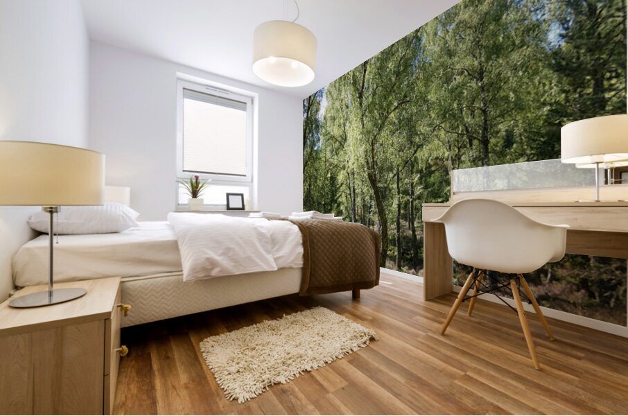 Scottish Highlands Summer Birch Forest  Mural print