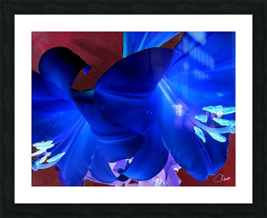  Abstract Colour Popping Lilies Picture Frame print