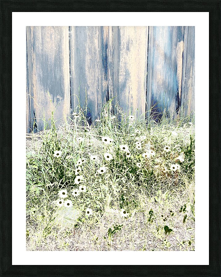 Serene Summer Daises  Picture Frame print